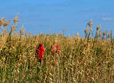 WALKING THROUGH THE GRASSES