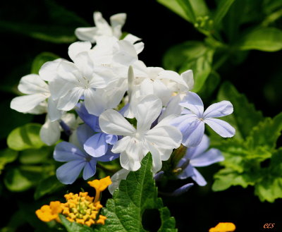 NATURE'S BOUQUET
