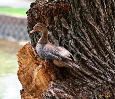 SITTING ON A TREE MISSING HER BABIES