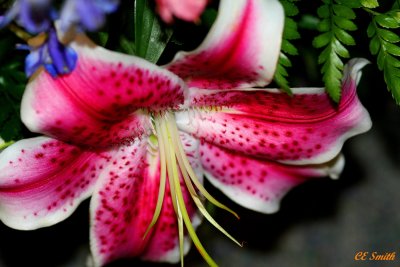 JOAN'S FLOWER