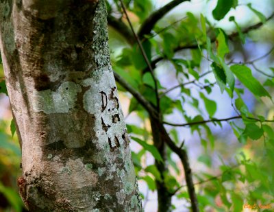 INITIALS CARVED IN THE TREE