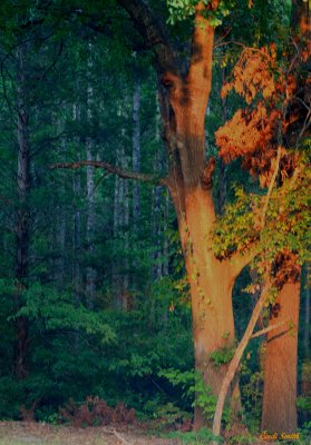 THE WOODS