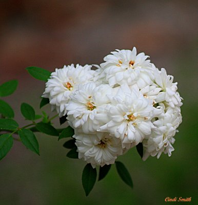 SHARON JEANNE'S ROSE