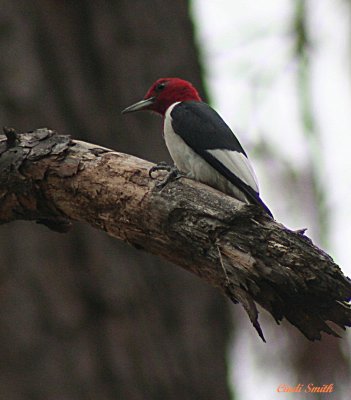 MY FIRST RED-HEADED WOODPECKER