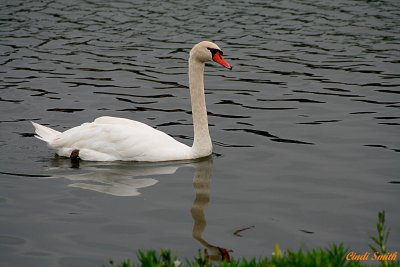 SWAN