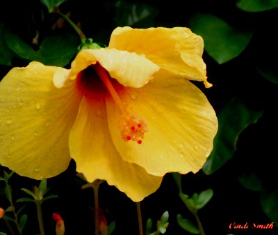 YELLOW HYBISCUS WITH RAINDROPS