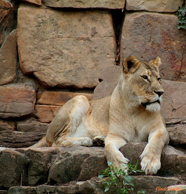 LIONESS