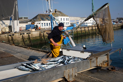 Retour de pêche à Concarneau