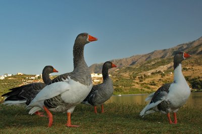 Kournas lake