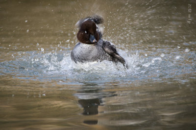 anseriformes