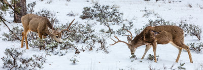 Grand_Canyon_Spring_2013-30.jpg