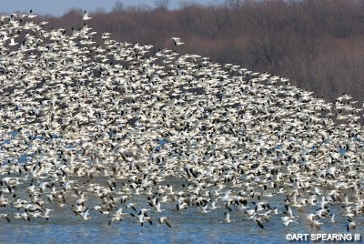 Snow Geese At Middle Creek #41