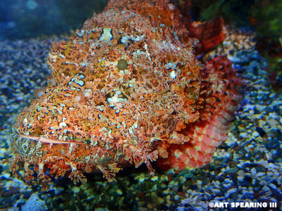 Titan Scorpionfish - Maui Ocean Center