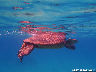 Sea Turtle Sequence #4