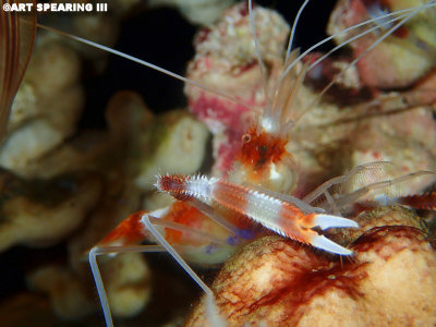 Banded Coral Shrimp -  Maui Ocean Center