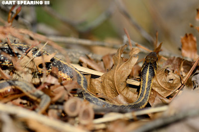 Spring Garter Snake