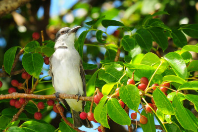 Grey Kingbird