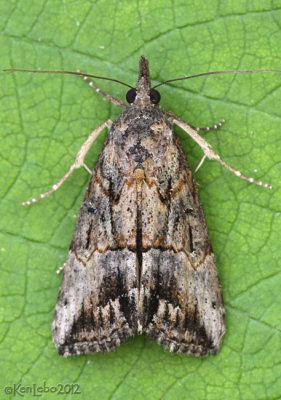 Green Cloverworm Moth Hypena scabra #8465