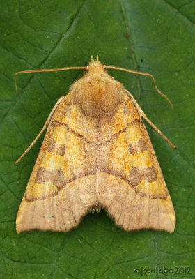 Scalloped Sallow Moth Eucirroedia pampina #9952