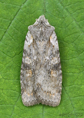 Ashen Pinion Moth Lithophane antennata #9910