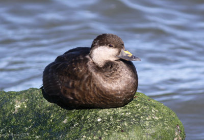 Black Scoter