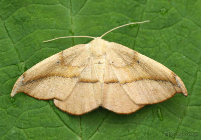 Arched Hooktip Moth Drepana arcuata #6251