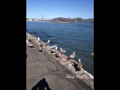 Golden Gate Bridge (7).JPG