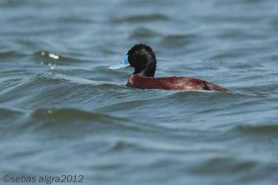 Blue-billed Duck-Australische stekelstaart-Oxyura australis