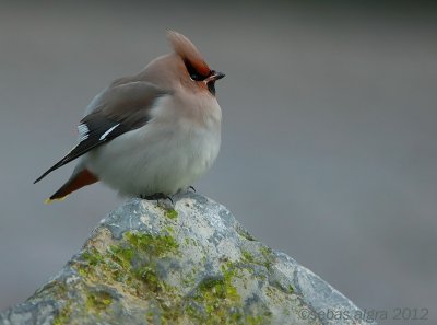 Bohemian Waxwing-Pestvogel- Bombycilla garrulus