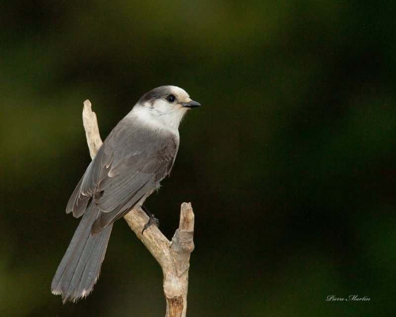 mesangeai - gray jay