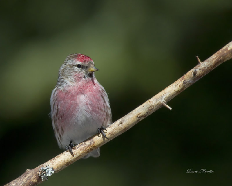 sizerin flamm - common redpoll