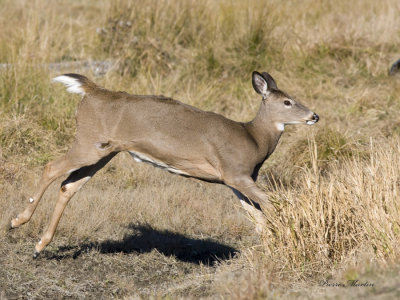 cerf de virginie - white tailed deer