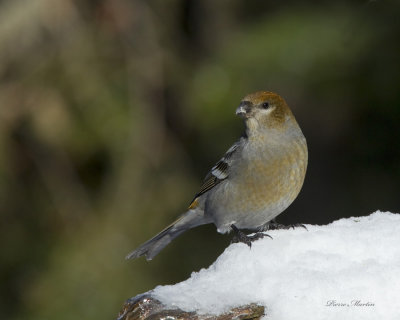 durbec des sapins - pine grosbeak