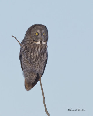 chouette lapone - great gray owl