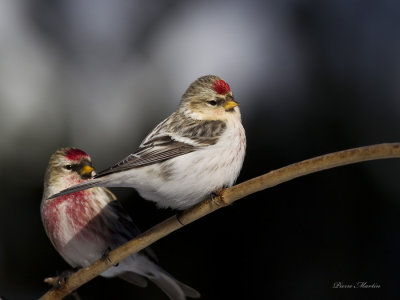 sizerin blanchtre et flamm - hoary redpoll and common