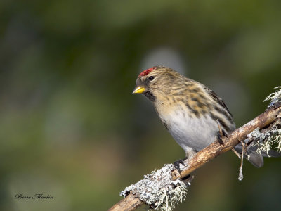 sizerin flammé - common redpoll