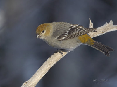 durbec des sapins - pine grosbeak