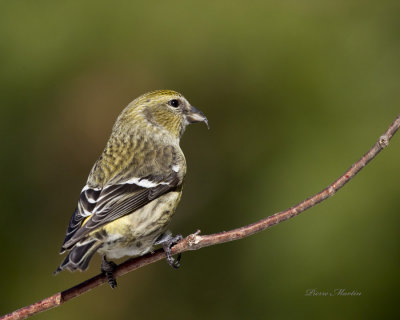bec croisé bifascié - white winged crossbill