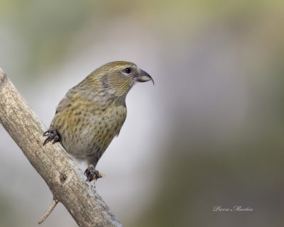 bec croisé bifascié - white winged crossbill