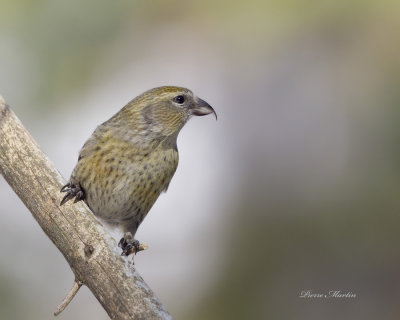 bec crois bifasci - white winged crossbill