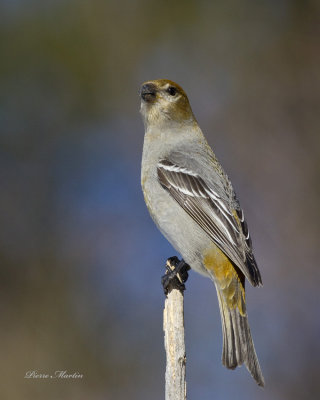 durbec des sapins - pine grosbeak