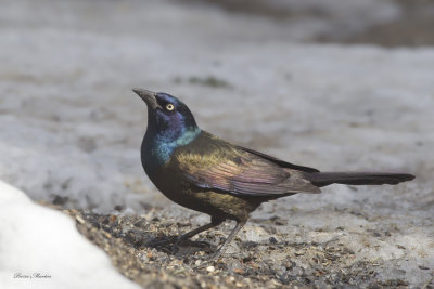 quiscale bronz - common grackle