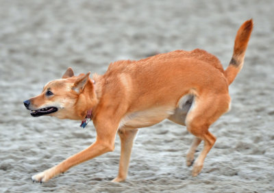 Ridgeback Pounce