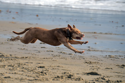 It's a bird, it's a plane...