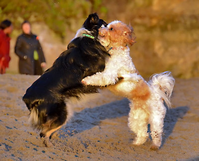 Sumo Dogs