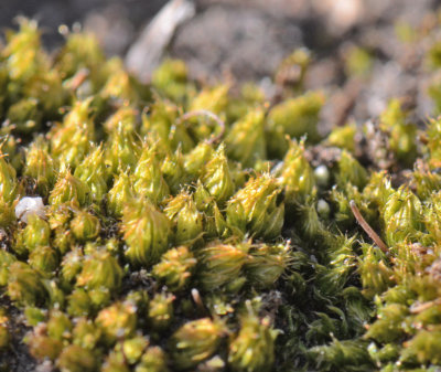 Moss on a Rock.