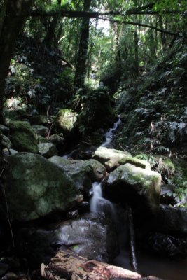 Dorrigo NP