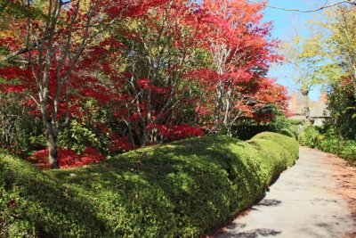 Mount Wilson - Bebeah Garden
