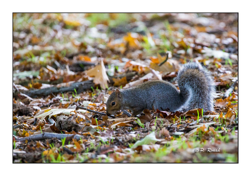 Looking for a treet - Richmond Park- 3707