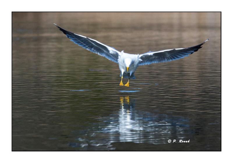 Mouette - 6049